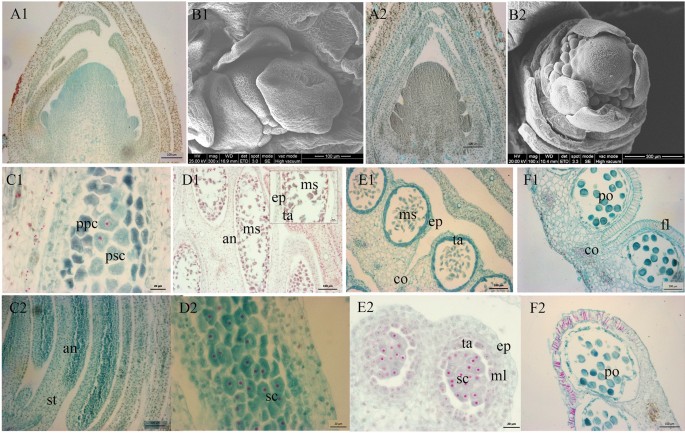 Genome Wide Identification Of Mikc Type Genes Related To Stamen And Gynoecium Development In Liriodendron Scientific Reports