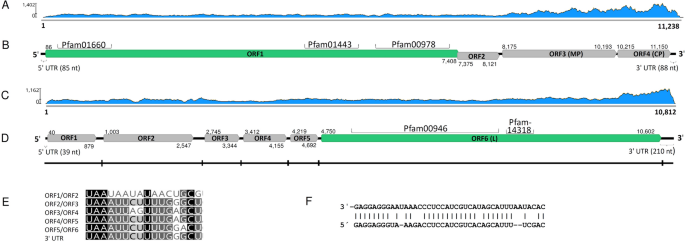 Armillaria Root Rot Fungi Host Single Stranded Rna Viruses Scientific Reports Armillaria Root Rot Fungi Host Single Stranded Rna Viruses Scientific Reports