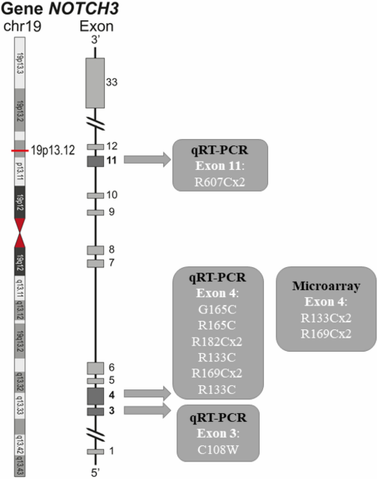 Genome-wide transcriptome study in skin biopsies reveals an association of E2F4 with cadasil and cognitive impairment