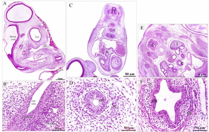 Bird embryos respond to adult warning calls inside their shells