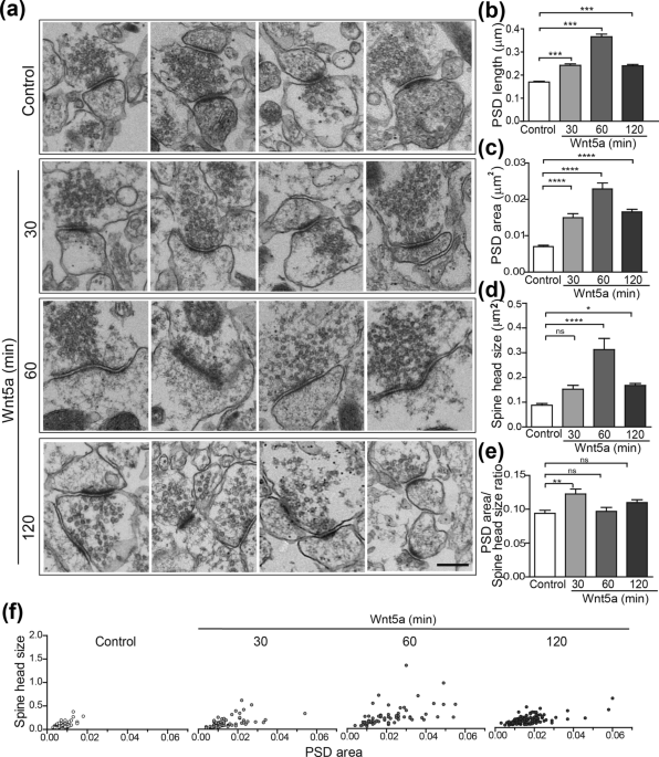 Wnt5a promotes hippocampal postsynaptic development and GluN2B-induced expression via the eIF2α HRI kinase
