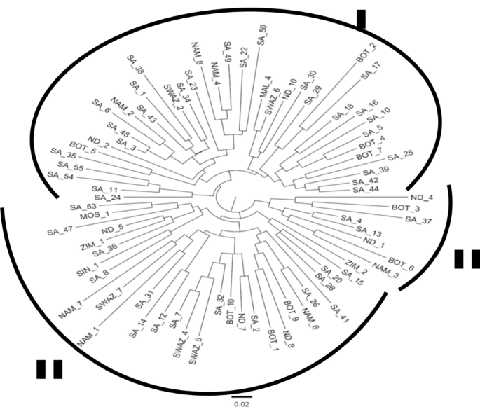Assessment Of Genetic Diversity And Structure Of Bambara Groundnut Vigna Subterranea L Verdc Landraces In South Africa Scientific Reports