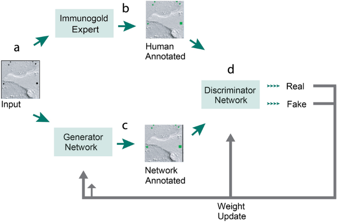 Immuno Gold Rabbit-anti-Chicken, IgG