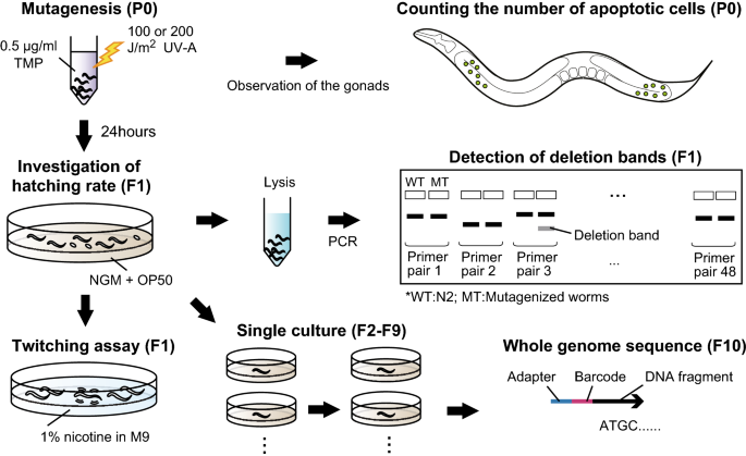 Efficient Collection Of A Large Number Of Mutations By Mutagenesis Of Dna Damage Response Defective Animals Scientific Reports