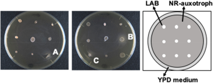 fructophilic lactic acid bacteria