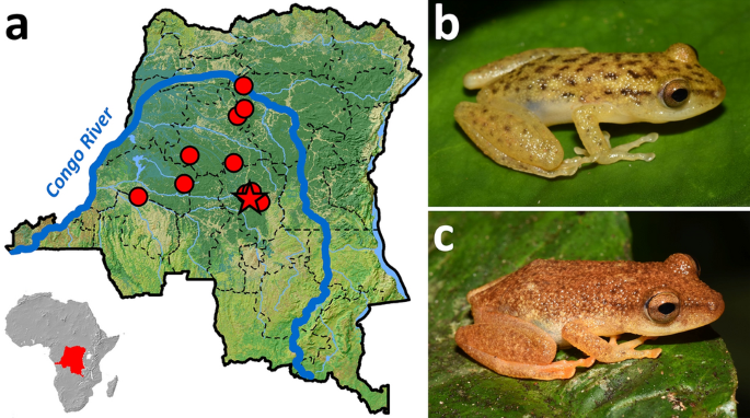 Congolius, a new genus of African reed frog endemic to the central Congo: A  potential case of convergent evolution | Scientific Reports