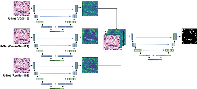 A Review And Comparison Of Breast Tumor Cell Nuclei Segmentation Performances Using Deep Convolutional Neural Networks Scientific Reports