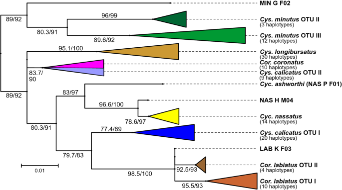 Geic Variability Cryptic Species And Phylogeic Relationship Of Six Cyathostomin Species Based On Mitochondrial And Nuclear Sequences Scientific Reports
