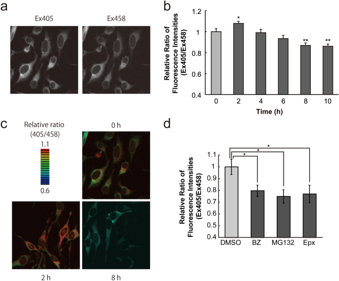 glutathione redox ratio endoplasmic reticulum cytosol Homeostasis of the ER state subsequent to proteasome inhibition increase fat metabolism FDA panel narrowly backs Select a Pack:Pack of 1