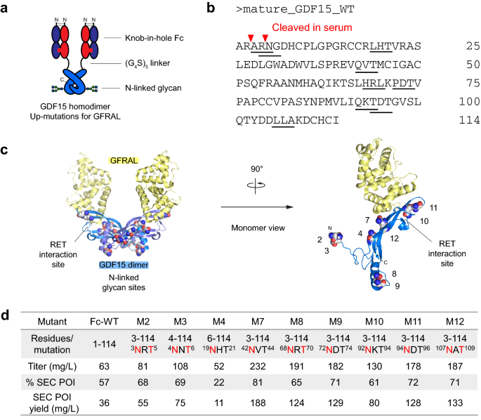 Fc Gdf15 Glyco Engineering And Receptor Binding Affinity Optimization For Body Weight Regulation Scientific Reports