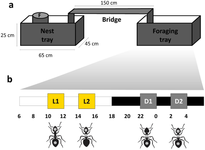 Division Of Labor In Work Shifts By Leaf Cutting Ants Scientific Reports Division Of Labor In Work Shifts By Leaf Cutting Ants Scientific Reports