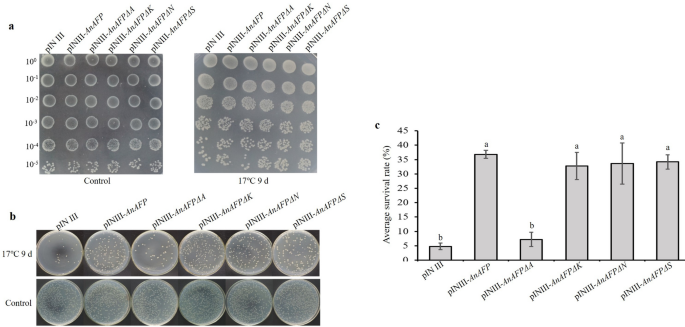 Antifreeze protein from ammopiptanthus nanus functions in temperature-stress through domain a