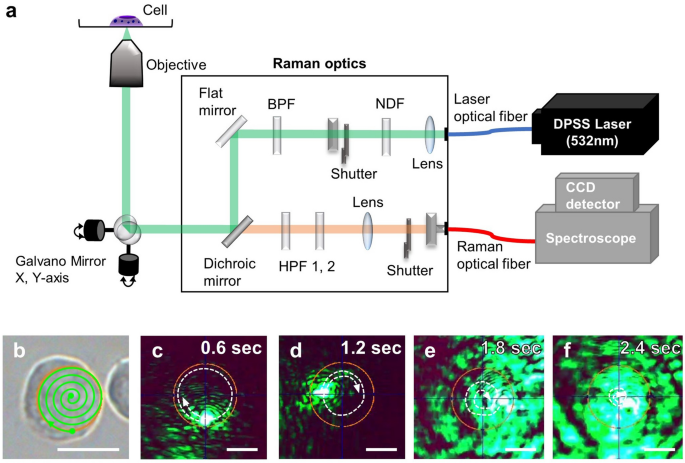 Non-invasive cell classification using the Paint Raman Express Spectroscopy  System (PRESS) | Scientific Reports
