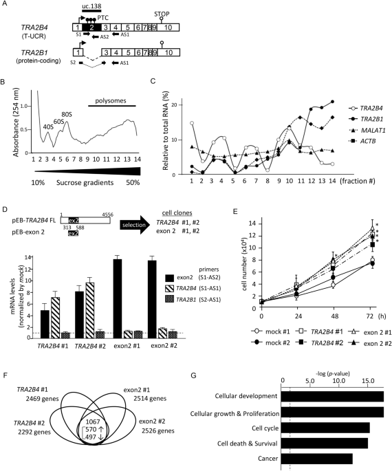 Overexpression of the transcribed ultraconserved region Uc.138 accelerates  colon cancer progression