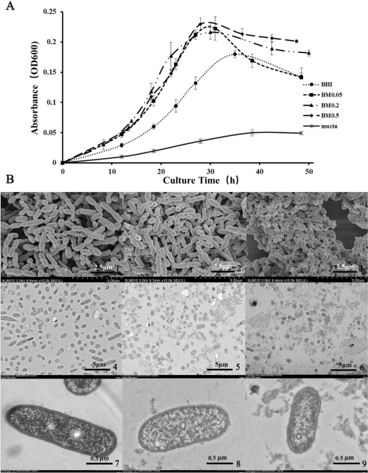 Transcriptomics And Metabolomics Reveal The Adaption Of Akkermansia Muciniphila To High Mucin By Regulating Energy Homeostasis Scientific Reports