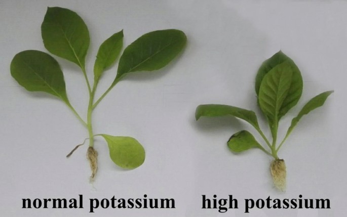 Differential proteomics of tobacco seedling roots at high and low potassium  concentrations