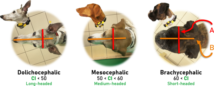 Shorter headed dogs, visually cooperative breeds, younger and playful dogs  form eye contact faster with an unfamiliar human