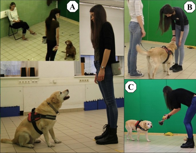 Shorter headed dogs, visually cooperative breeds, younger and playful dogs  form eye contact faster with an unfamiliar human