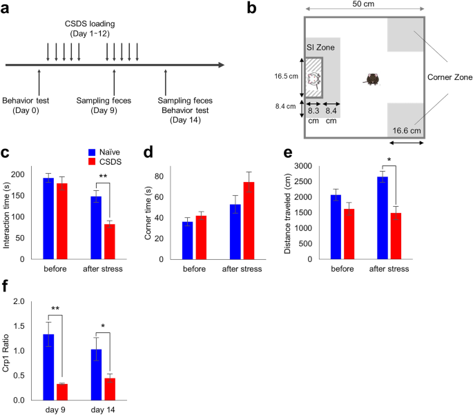 Decrease Of A Defensin Impairs Intestinal Metabolite Homeostasis Via Dysbiosis In Mouse Chronic Social Defeat Stress Model Scientific Reports