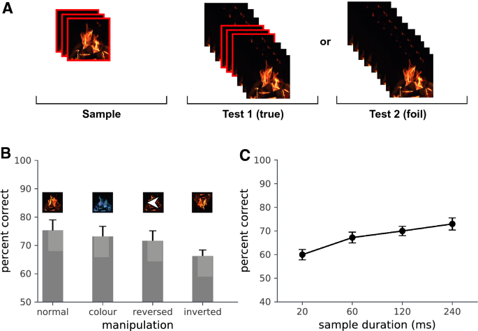 Recognising The Dynamic Form Of Fire Scientific Reports