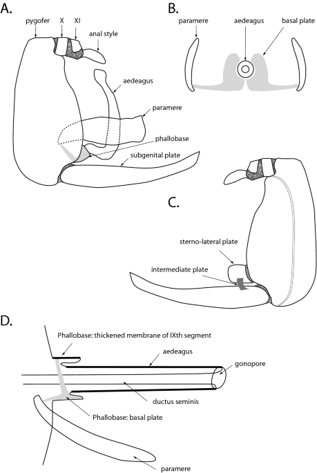 Cercopidae spittle-bugs (Hemiptera, Cicadomorpha) of Madagascar: a