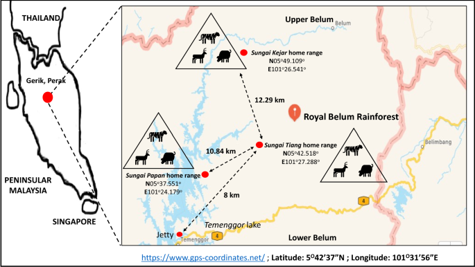 Impact of natural salt lick on the home range of Panthera tigris at the Royal Belum Rainforest, Malaysia Scientific Reports photo image