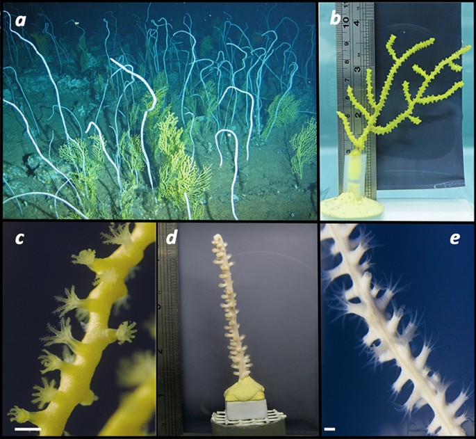 Contrasting metabolic strategies of two co-occurring deep-sea octocorals