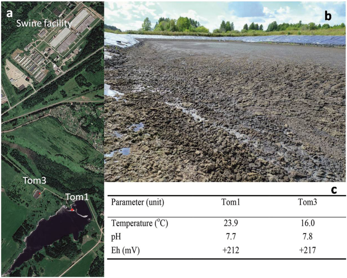Microbial sulfate reduction by Desulfovibrio is an important source of hydrogen sulfide from a large swine finishing facility
