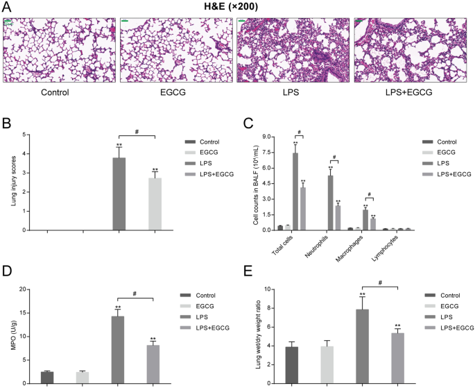 EGCG promotes PRKCA expression to alleviate LPS-induced acute lung injury  and inflammatory response | Scientific Reports