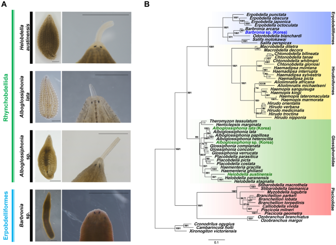 Behavioral variation according to feeding organ diversification in  glossiphoniid leeches (Phylum: Annelida) | Scientific Reports