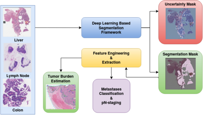 A generalized deep learning framework for whole-slide image segmentation  and analysis | Scientific Reports