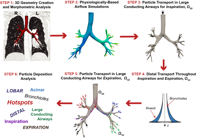 A Whole Lung In Silico Model To Estimate Age Dependent Particle Dosimetry Scientific Reports