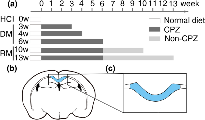 bpc-157 cuprizone demyelination model Multifunctionality and Possible Medical Application of the BPC 157 PeptideLiterature and Patent Review Optimization of cuprizone oral dosage