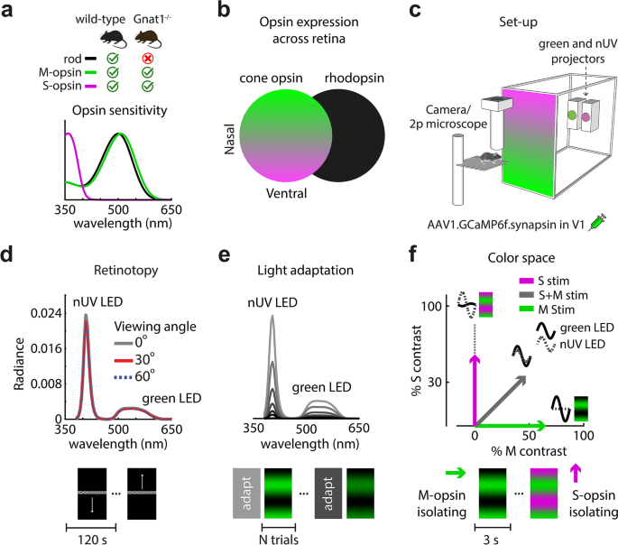 Variations In Photoreceptor Throughput To Mouse Visual Cortex And The Unique Effects On Tuning Scientific Reports Variations In Photoreceptor Throughput To Mouse Visual Cortex And The Unique Effects On Tuning Scientific Reports