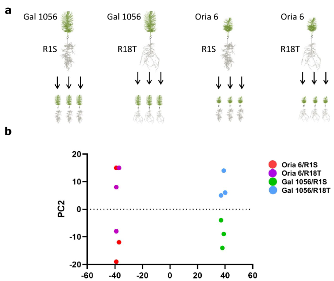 Rootstock Effects On Scion Gene Expression In Maritime Pine Scientific Reports Rootstock Effects On Scion Gene Expression In Maritime Pine Scientific Reports