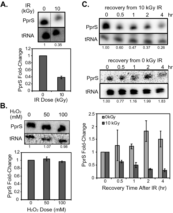 The reduction effect and mechanism of Deinococcus radiodurans