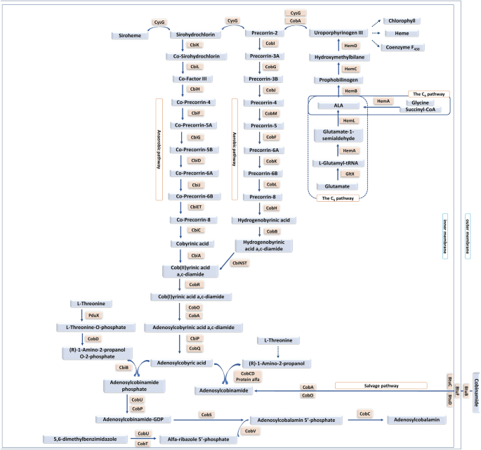 Cobalamin is present in cells of non-tuberculous mycobacteria, but not in Mycobacterium tuberculosis