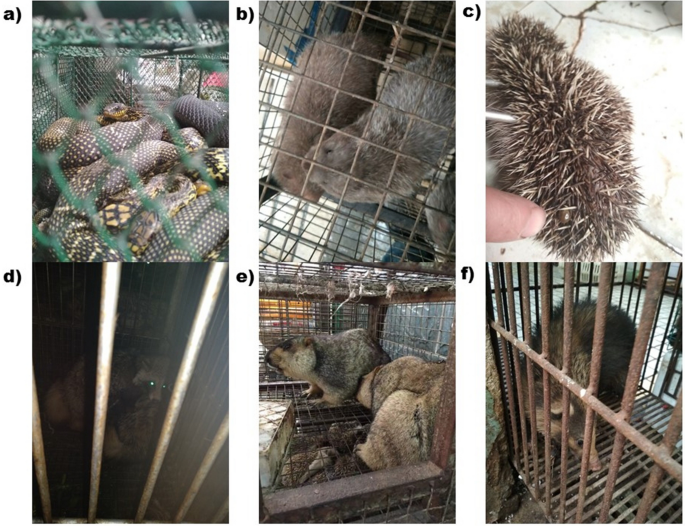 PETA video shows Asian wet markets still selling monkeys, bats