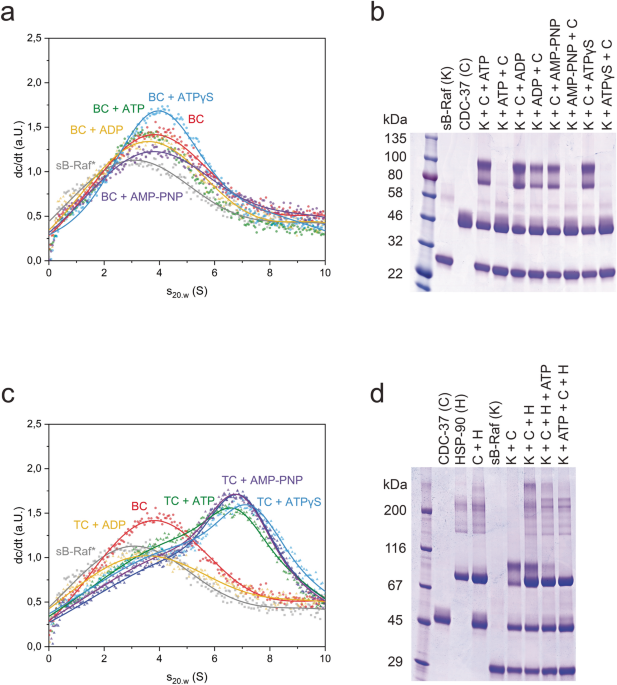 Hsp 90 Kinase Complexes Are Stabilized By The Large Ppiase Fkb 6 Scientific Reports
