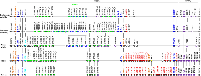 Gene Duplications And Gene Loss In The Epidermal Differentiation Complex During The Evolutionary Land To Water Transition Of Cetaceans Scientific Reports Gene Duplications And Gene Loss In The Epidermal Differentiation Complex During The Evolutionary Land To Water Transition Of Cetaceans Scientific Reports