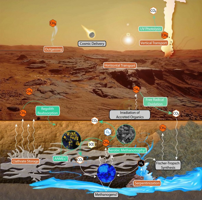 Transcriptional response to prolonged perchlorate exposure in the  methanogen Methanosarcina barkeri and implications for Martian habitability  | Scientific Reports