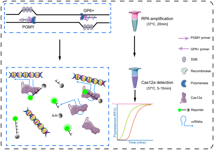 hpv high risk amplified probe