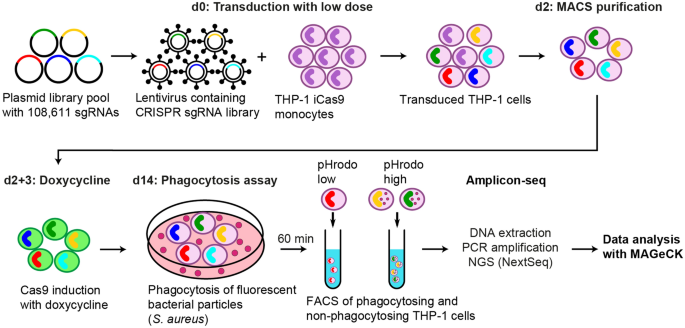 A Genome Wide Crispr Cas9 Screen To Identify Phagocytosis Modulators In Monocytic Thp 1 Cells Scientific Reports