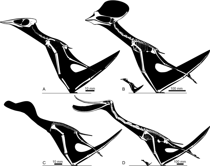 PTEROSAURS . size comparison and data. Flying reptiles 