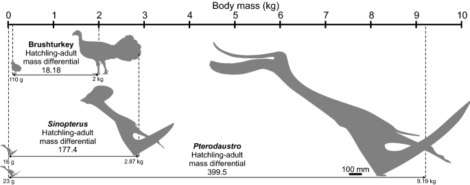 Record claims of pterosaur wingspans and equivalent standing heights