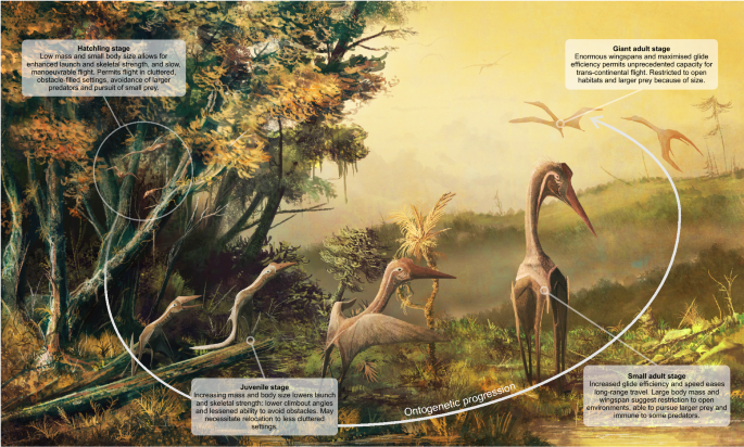 Large pterosaurs were better parents than their smaller, earlier  counterparts, study finds