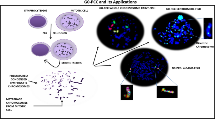 Refined premature chromosome condensation (G0-PCC) with cryo-preserved  mitotic cells for rapid radiation biodosimetry | Scientific Reports