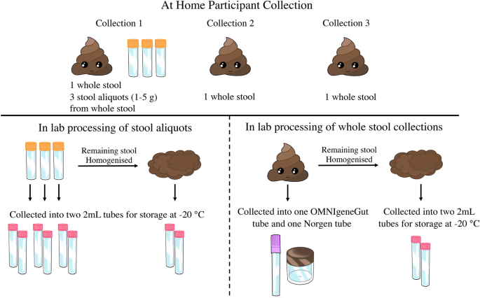 Fecal sample collection methods and time of day impact microbiome  composition and short chain fatty acid concentrations | Scientific Reports