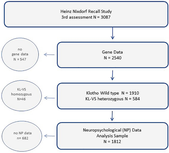 Klotho Kl Vs Haplotype Does Not Improve Cognition In A Population Based Sample Of Adults Age 55 87 Years Scientific Reports