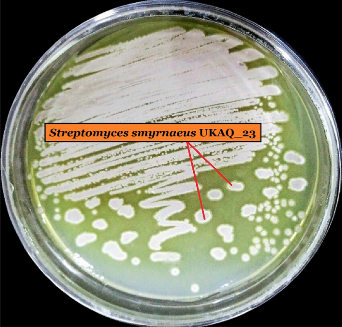 Isolation Characterization Anti Mrsa Evaluation And In Silico Multi Target Anti Microbial Validations Of Actinomycin X2 And Actinomycin D Produced By Novel Streptomyces Smyrnaeus Ukaq 23 Scientific Reports